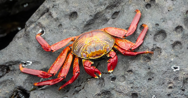 UK government maintains plan to end boiling of live crustaceans